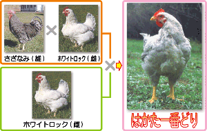はかた一番どり