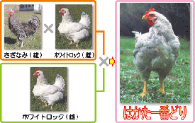 はかた一番どり-ささみ