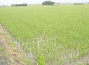 田植え・野菜苗植え体験