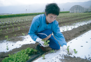 田植え・野菜苗植え体験